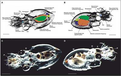 Prey Capture, Ingestion, and Digestion Dynamics of Octopus vulgaris Paralarvae Fed Live Zooplankton